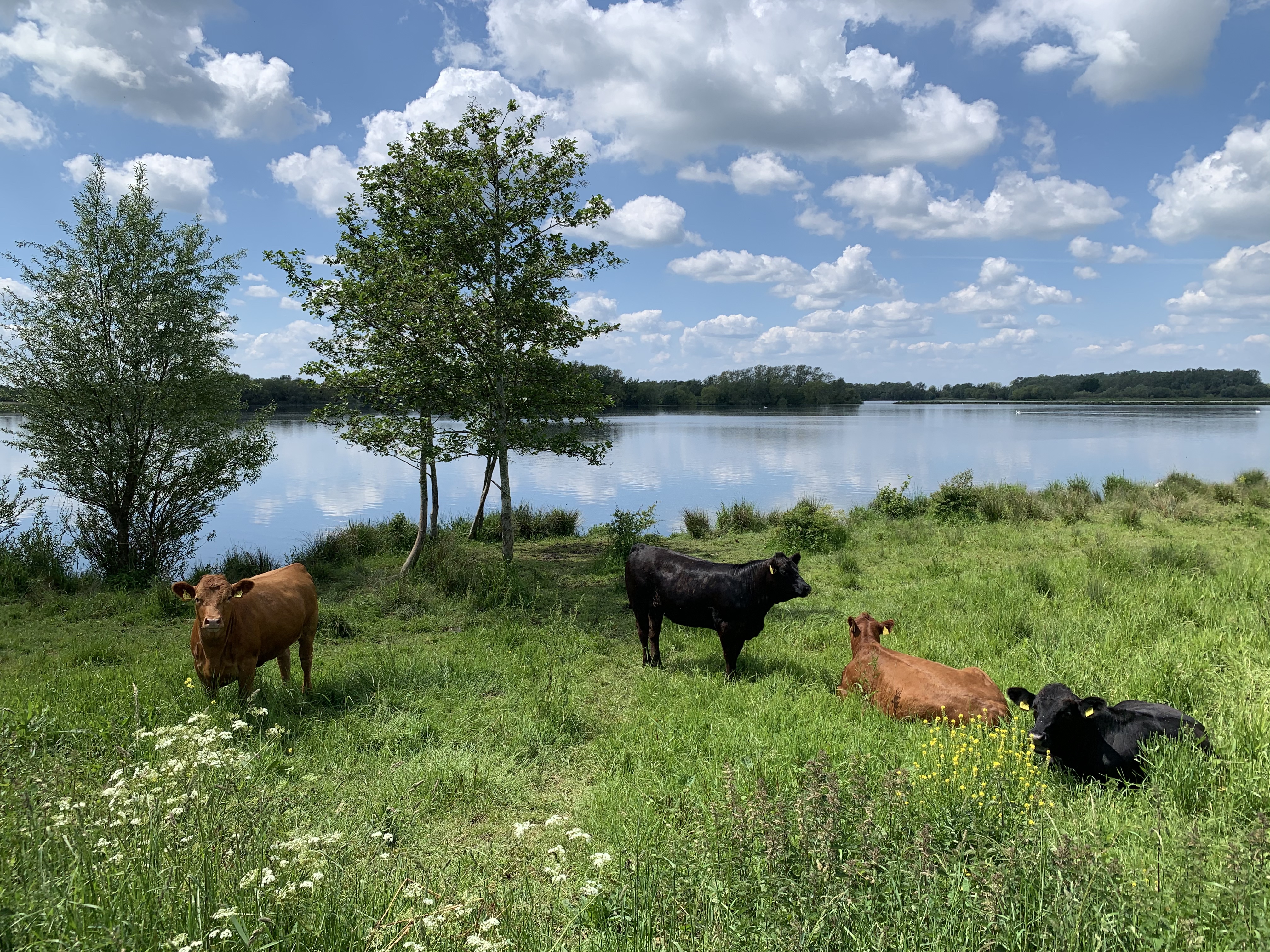 Guess where the cow is from